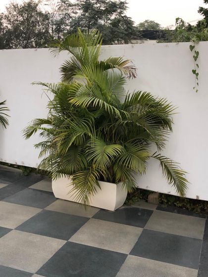 Palms, Leafy Greens & More photo 3