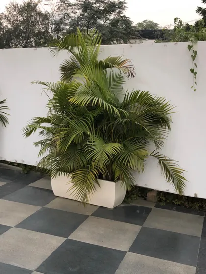 A single Areca Palm in a fiber planter against a white wall. Even one well-placed plant can make a significant impact on a space.