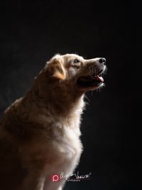 Fine Art Pet Photography