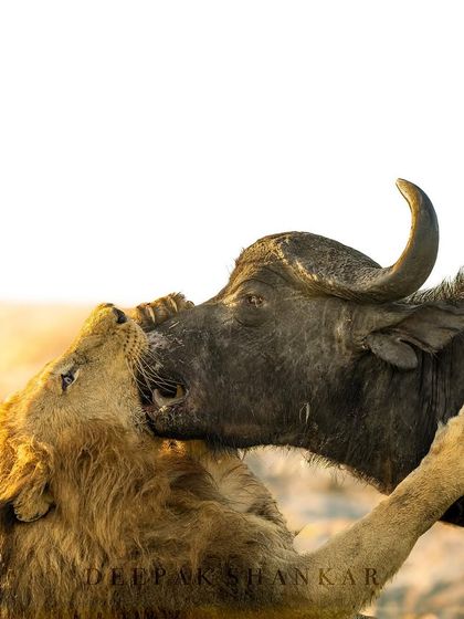 This is Olobor, a legendary lion, in his final, magnificent hunt. This image captures the raw power and primal struggle between two of Africa's most formidable animals. It's a tragic and beautiful testament to the wild.