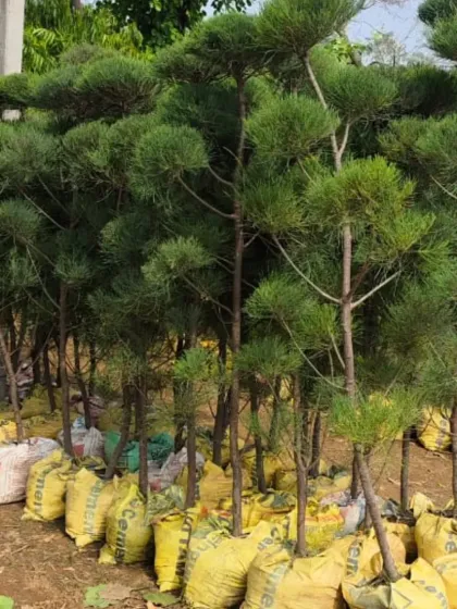 A row of pine topiary plants ready for sale.