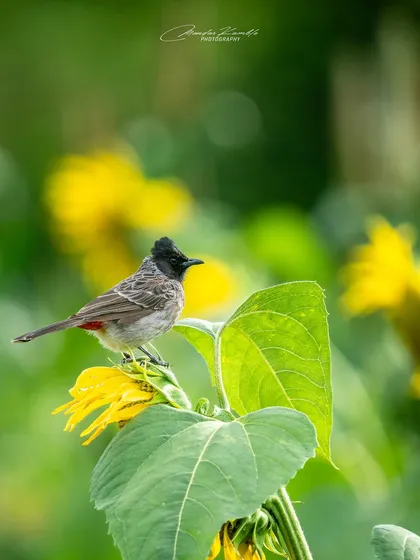 A Red-vented Bulbul perched on a sunflower. The vibrant yellow of the flower complements the subtle colours of the bird, creating a cheerful and bright image.