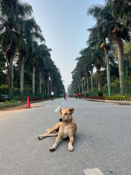 Sujith Kumar - Running & Fitness Coaching My Paw Friends photo 86