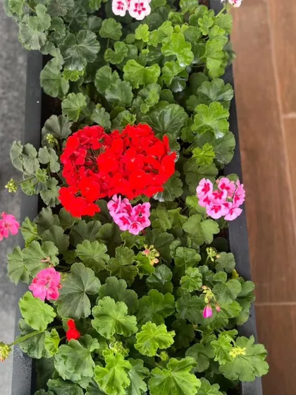An overhead view of a planter filled with geraniums, showing the healthy foliage and abundant red and pink flowers.