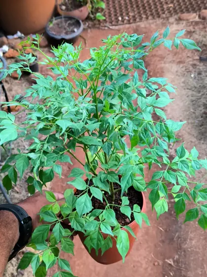 Easy-Care Indoor Plants photo 20