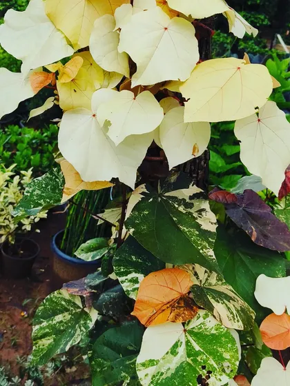 The Thespesia Variegated is a rare find. Its leaves change colour from green and white to orange and red, creating a dynamic display on a single plant.
