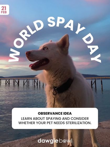 World Spay Day is a reminder of the health benefits of spaying your female pet. It nearly eliminates the risk of several types of cancer and serious infections. Please discuss it with your vet.