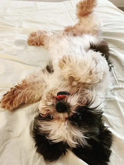 This is the look of a truly relaxed and happy pup! Little Cheezu, a darling Shih Tzu, loves rolling onto her back for belly rubs on a soft bed. Seeing them this comfortable and carefree is the reason we do what we do.