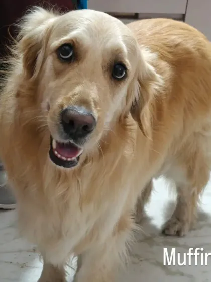 Jazzy's Pet Care - In-Home Dog Boarding Cozy Corners & Nap Time photo 15