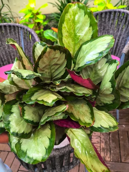 The soft, painterly patterns on this Calathea's leaves make it a living work of art. It prefers humid environments and indirect light to keep its colors vibrant.