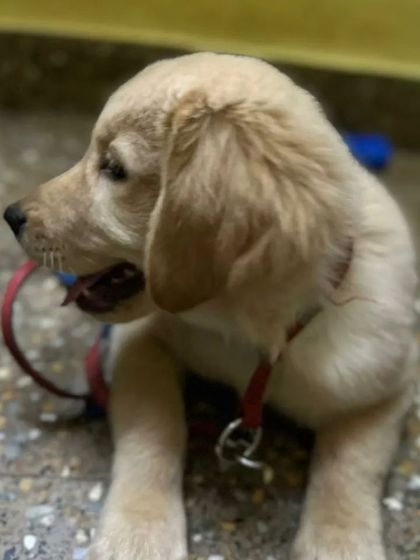 Aster Pet Boarding Centre - Cage-Free Pet Boarding All Paws Welcome: A Gallery of Breeds photo 9