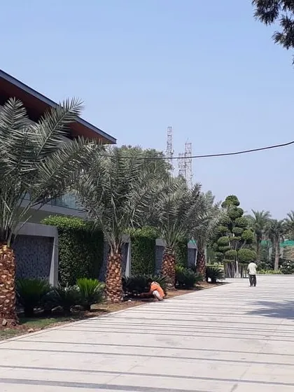 A long driveway can be an opportunity for a beautiful landscape. I lined this entrance with mature Date Palms and dense hedges, creating a formal, elegant approach to the home.