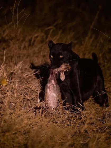 The huntress Giza, a black leopard from Laikipia, Africa, with her dik-dik kill. Witnessing her mastery at night is a reminder that the wild doesn’t whisper, it prowls.
