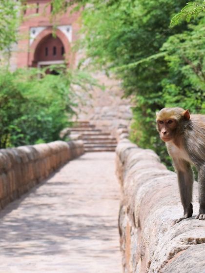 Manya Upadhyay - Travel & Documentary Photography Wildlife Encounters photo 37