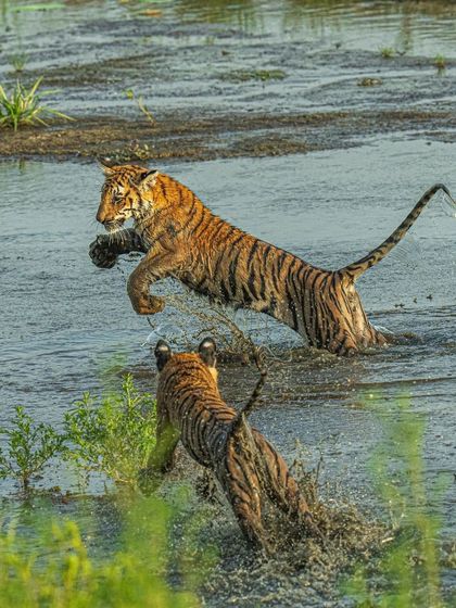 Another powerful action shot of the tiger cubs playing. The energy in these moments is infectious, and my goal is to translate that energy into the photograph for the viewer to experience.