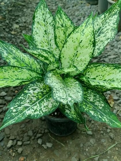 A full and healthy Aglaonema 'First Diamond'. These plants are known for being very tolerant of low-light conditions.