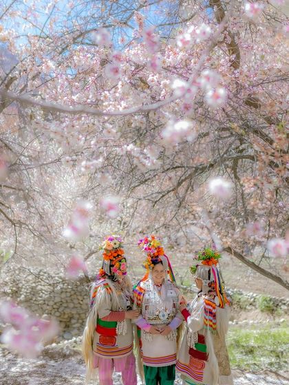 Three Brokpa women stand together under a shower of falling apricot petals. This magical, dreamlike shot captures the beauty of the Aryan Valley in spring.