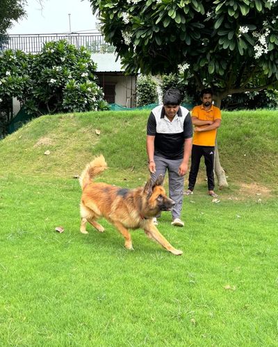 Dog Training