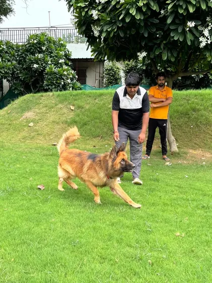 A trainer guides Oscar through a walking exercise. Leash manners are a critical part of our obedience training, ensuring the dog walks calmly by your side without pulling.