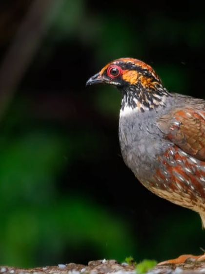 The Common Hill Partridge, a shy ground-dwelling bird from the pheasant family, photographed in the Himalayan foothills.