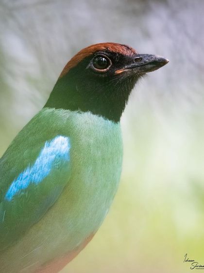 A Hooded Pitta that made its home next to a badminton court in Singapore. This close-up portrait captures the beautiful contrast between its green body, black hood, and reddish-brown crown.