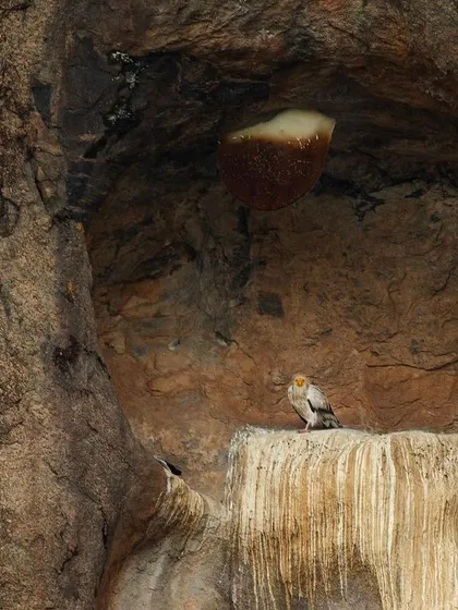 An Egyptian Vulture in its natural habitat, perched on a cliff face below a large beehive. This shot shows the bird as part of its wider environment.