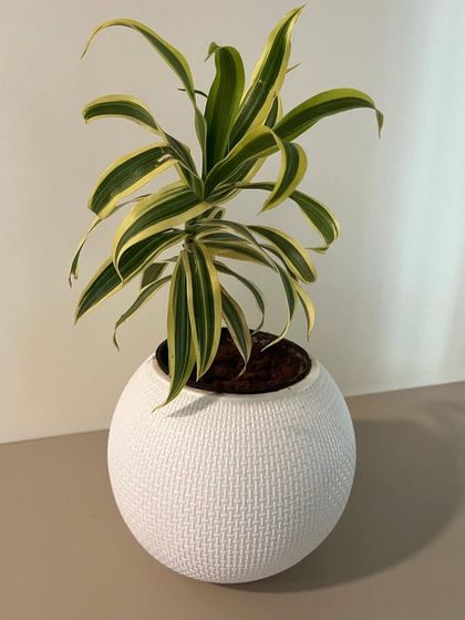 Rakshith Landscaping - Landscape Design & Installation Plant & Tree Supply photo 65