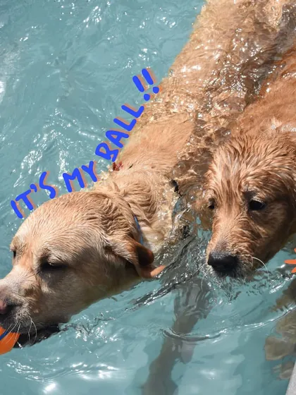 "It's my ball." A little friendly competition between two swimming buddies during a game of water fetch.