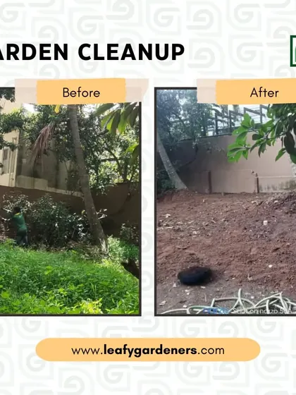 This is what I mean by a total garden restoration. The space at this Koramangala home was completely lost to overgrowth. My team and I cleared everything down to the soil, creating a clean slate for the client.