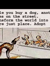 Animal Rights Advocacy