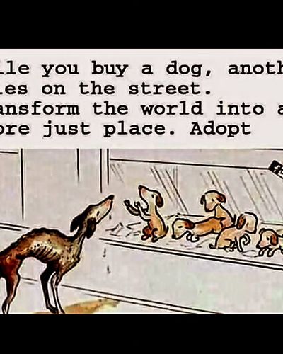 Animal Rights Advocacy