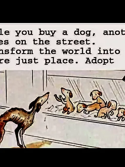 While you buy a dog, another dies on the street. It's that simple. You have a choice, so please choose to adopt and transform the world into a more just place.