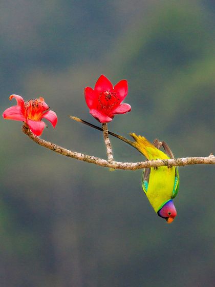 A Plum-headed Parakeet hangs upside down to feed on a flower. Their acrobatic skills are as impressive as their beautiful plumage.