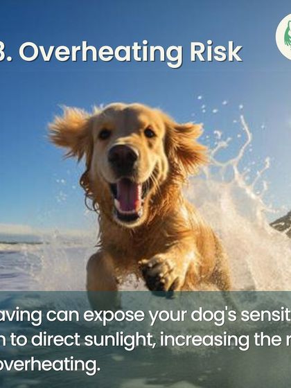 Furever Safe - Mobile Pet Grooming Expert Tips for Pet Parents photo 15