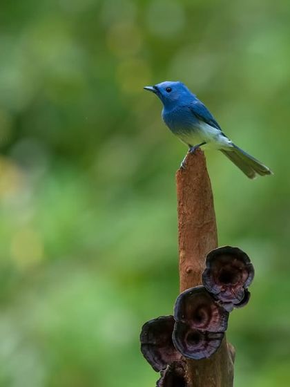 A Black-naped Monarch perched elegantly. My upcoming workshops will focus on capturing such avian beauties.