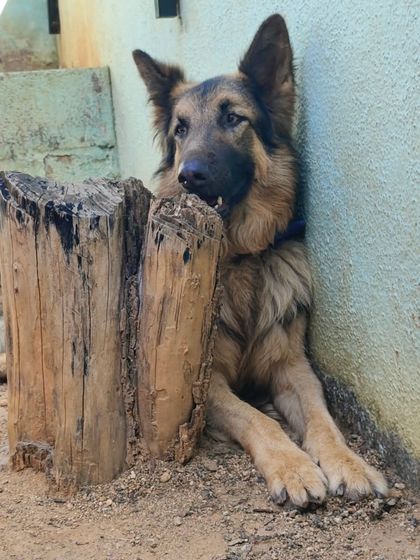 This German Shepherd found a cool spot to relax next to a tree stump.