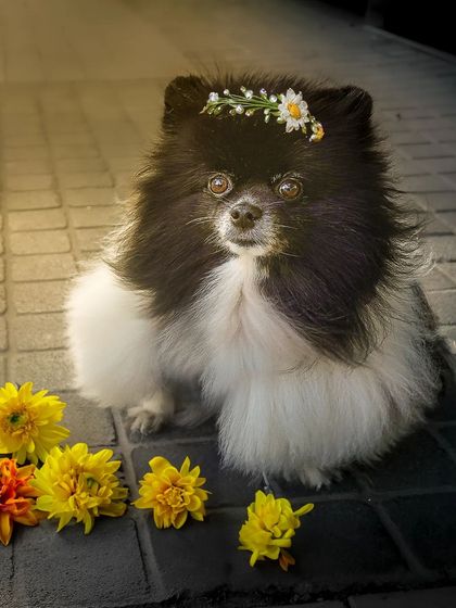 The same adorable Pomeranian, this time styled as a flower child with a delicate daisy crown. This shows a softer, more whimsical side of creative pet photography.