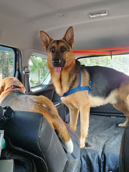 Paws on the Road: Travel & Road Trips photo 3