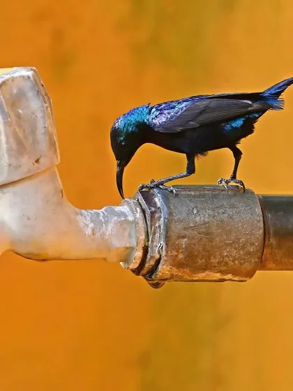 A male Purple Sunbird drinks from a leaking tap in Central India. This image highlights the dependence of wildlife on water sources, even artificial ones, during harsh summers.