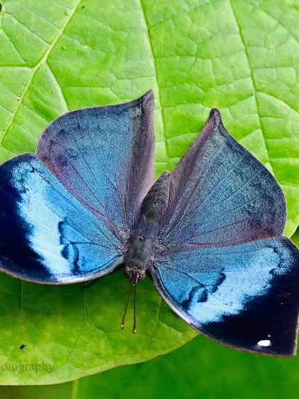 Nature’s artistry is often found in the smallest details. The Blue Oakleaf butterfly reveals its stunning, iridescent colors when its wings are open. On my nature walks, we learn to look for these hidden gems and appreciate the world of macro photography.