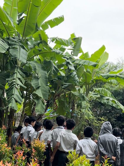 A group of students observes our banana plantation, learning about different types of crops and how they grow. Our farm tours are designed to spark curiosity about the diversity of agriculture.