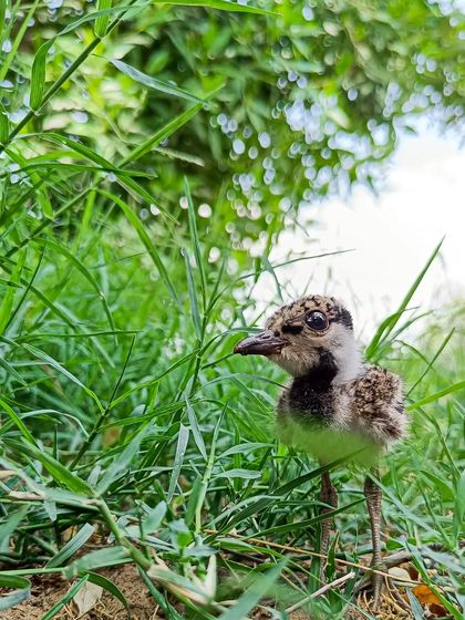 Another angle of the adorable Red-wattled Lapwing chick, enjoying a breezy morning in the grasslands of Gujarat.