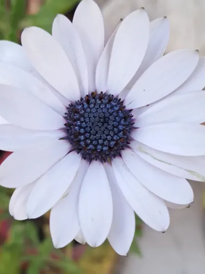 Bhardwaj - Urban Gardening Consultation A Riot of Colorful Flowers photo 173