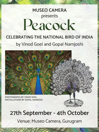 I am delighted to share the poster from my exhibition on the Peacock at the prestigious Museo Camera. Collaborating with renowned artists and sharing my work with the public is a great honour. It is through such events that I can share my passion and stories with a wider audience.