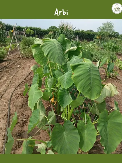A healthy Arbi (colocasia) plant with its large, heart-shaped leaves. We use drip irrigation, visible here, to deliver water efficiently to the roots of our crops.