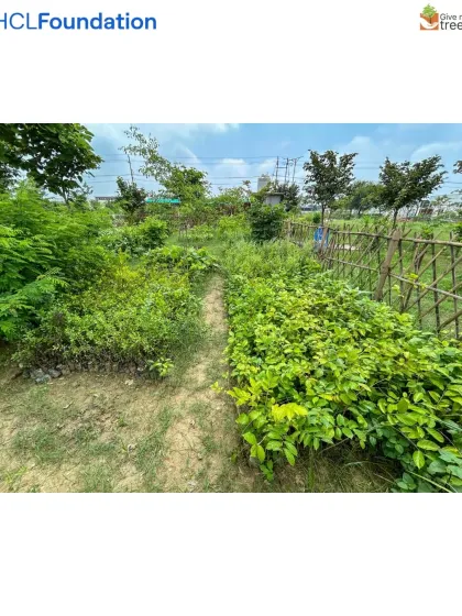 The Harit Upvan site in Greater Noida West, a CSR initiative with HCL. This path, once surrounded by barren land, is now flanked by lush green bushes and young trees, showing the early stages of a successful restoration.