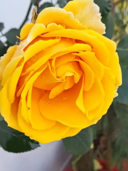 Bhardwaj - Urban Gardening Consultation A Riot of Colorful Flowers photo 86