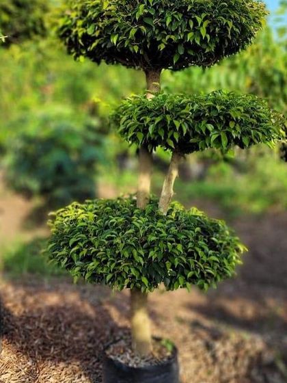 Rakshith Landscaping - Landscape Design & Installation Plant & Tree Supply photo 45