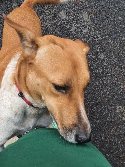 Reunited with Puppy, a street dog I helped rescue four years ago. Seeing him happy and healthy reminds me why I do what I do.