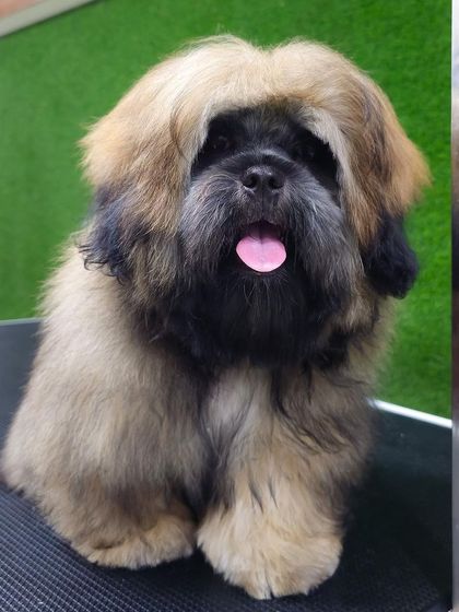 Pets Forever - Full Service Dog Grooming Shih Tzu Styling: My Specialty photo 14